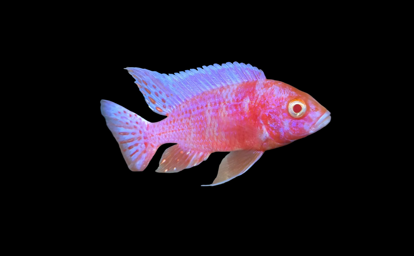 Pink Albino OB