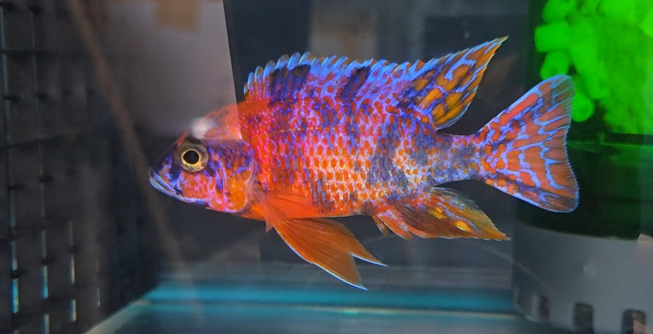 Red OB