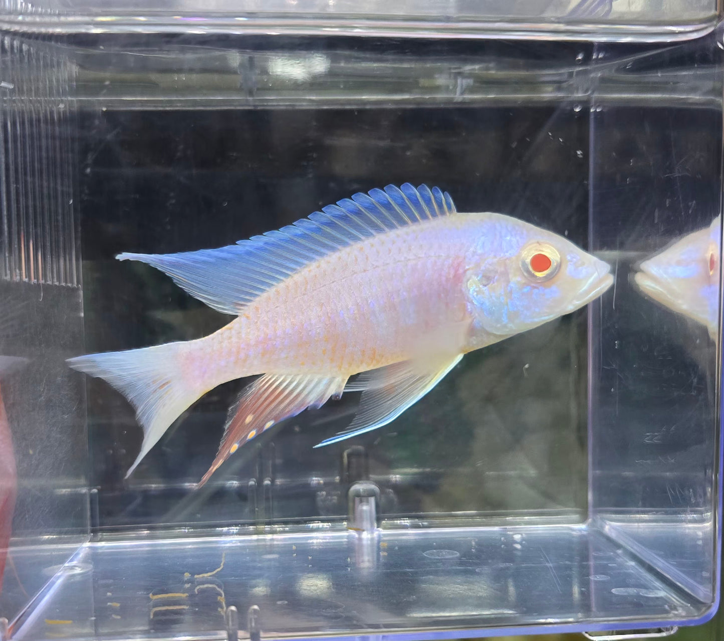 Platinum Albino Eureka