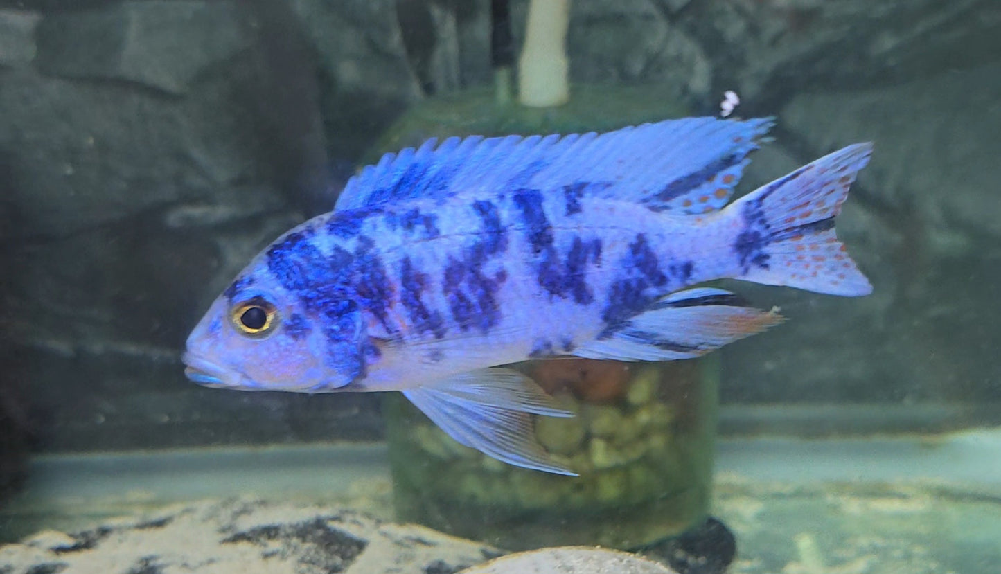 Blueberry OB