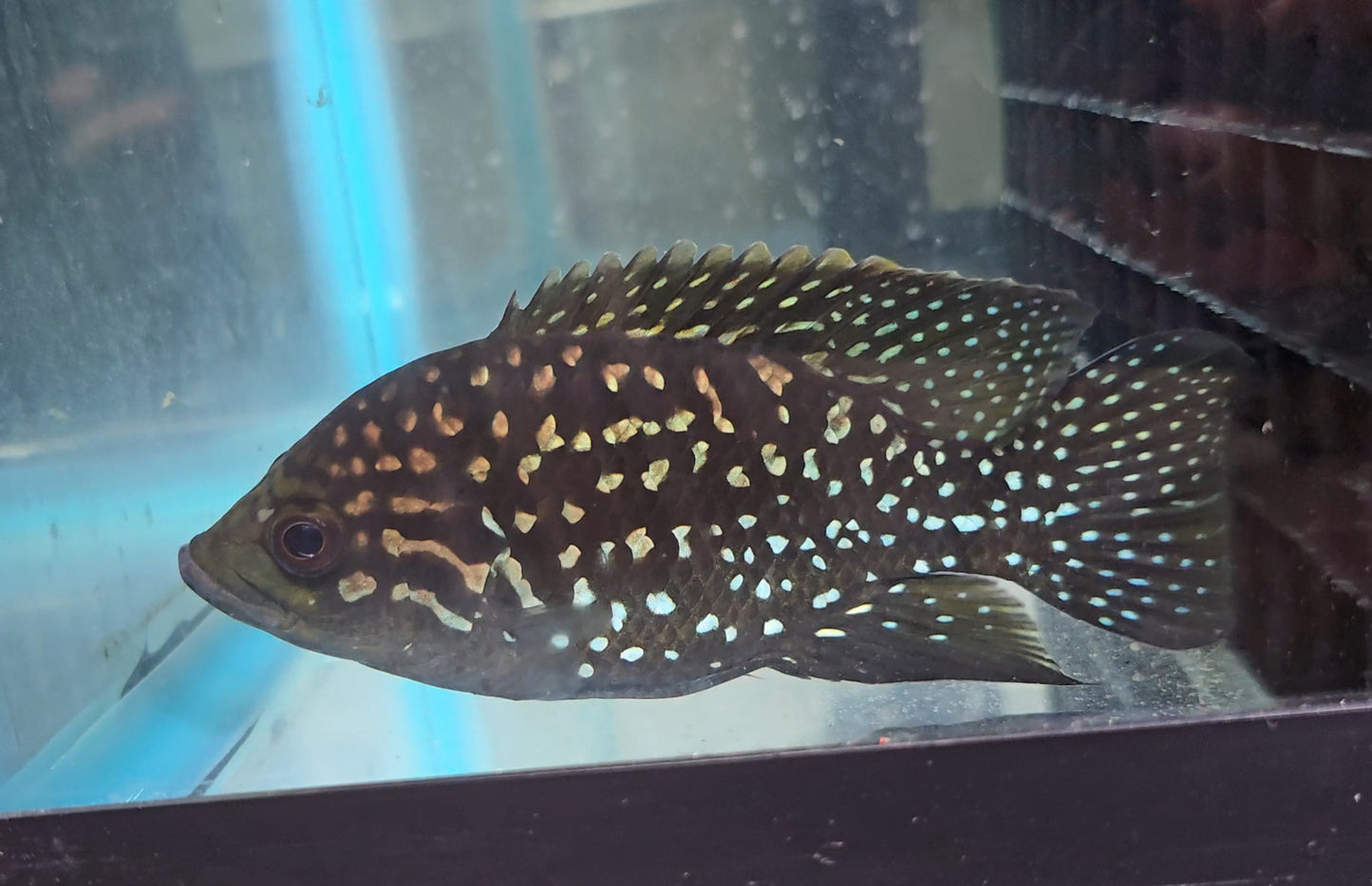 Starry Night Cichlid