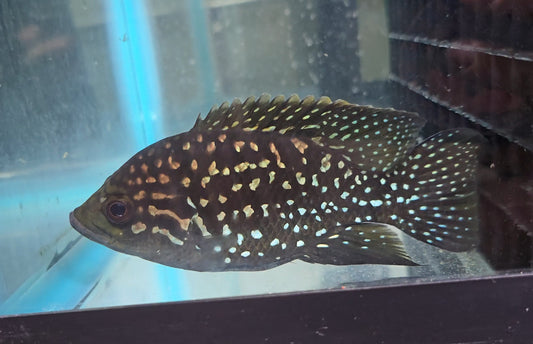 Starry Night Cichlid