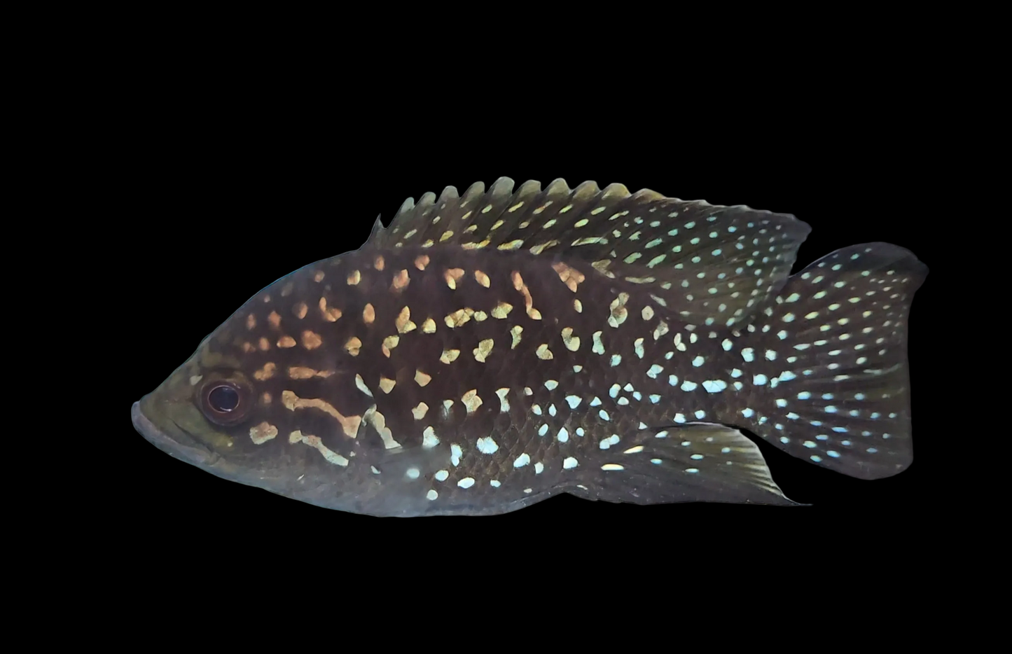 Starry Night Cichlid