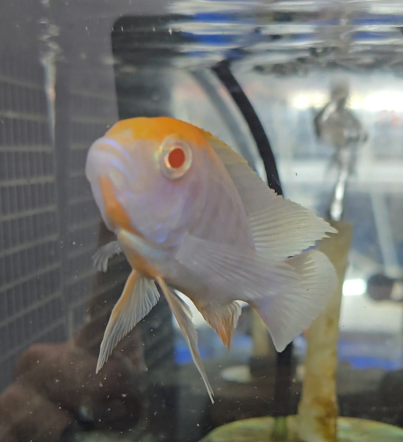 Albino Sulpherhead #3