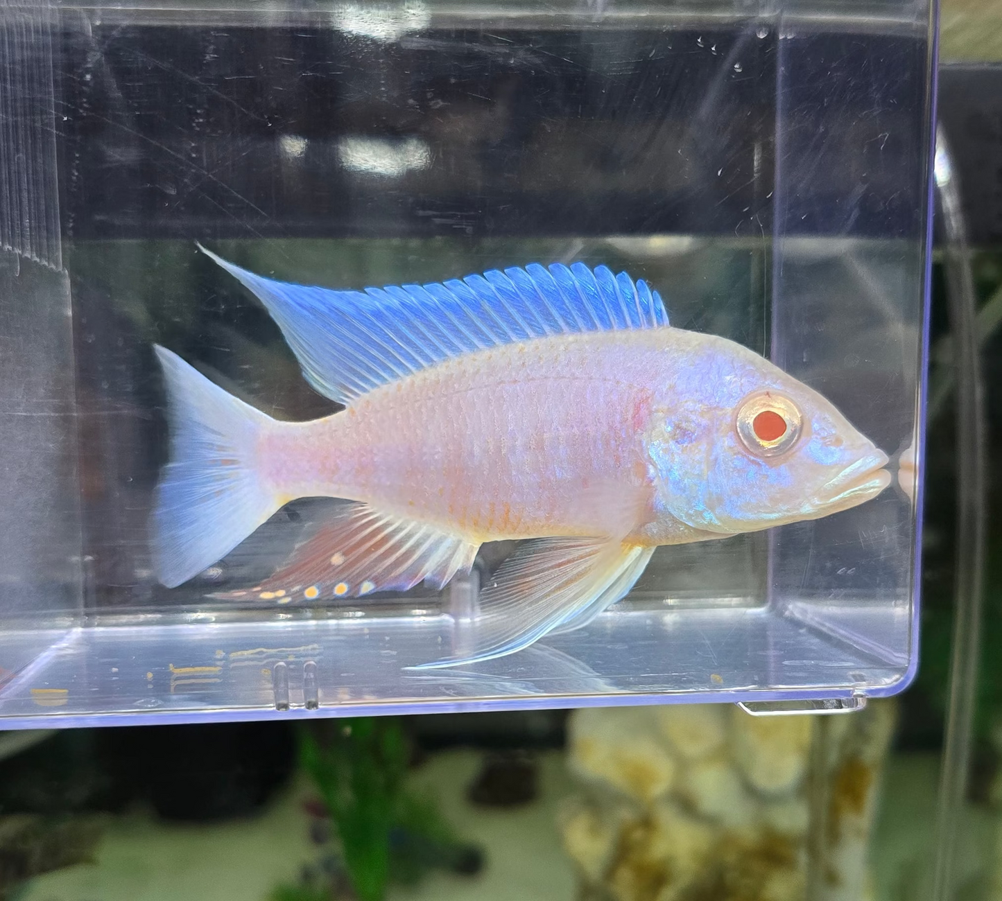 Platinum Albino Eureka