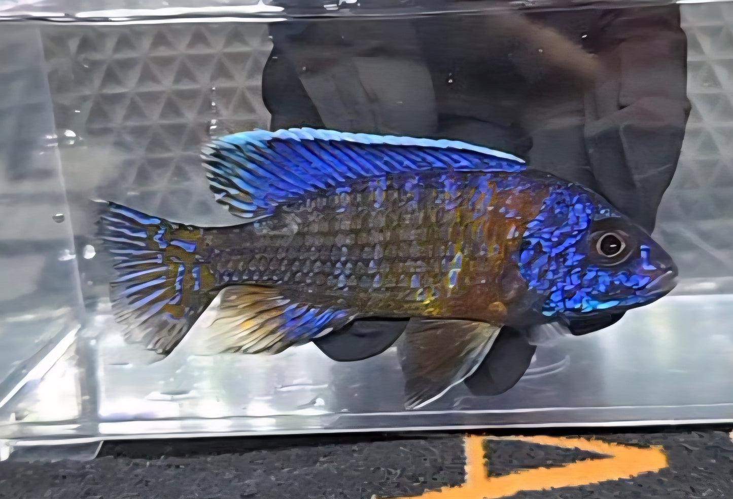 Ngarra Flametail