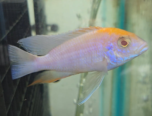 Albino Sulpherhead #2