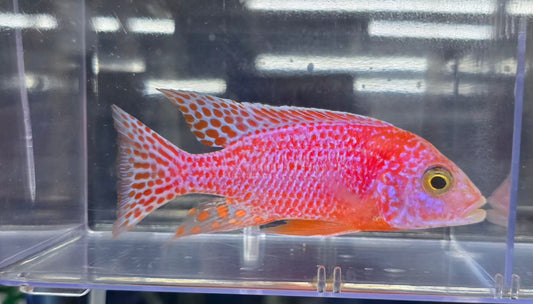 Red/Pink Dragonblood