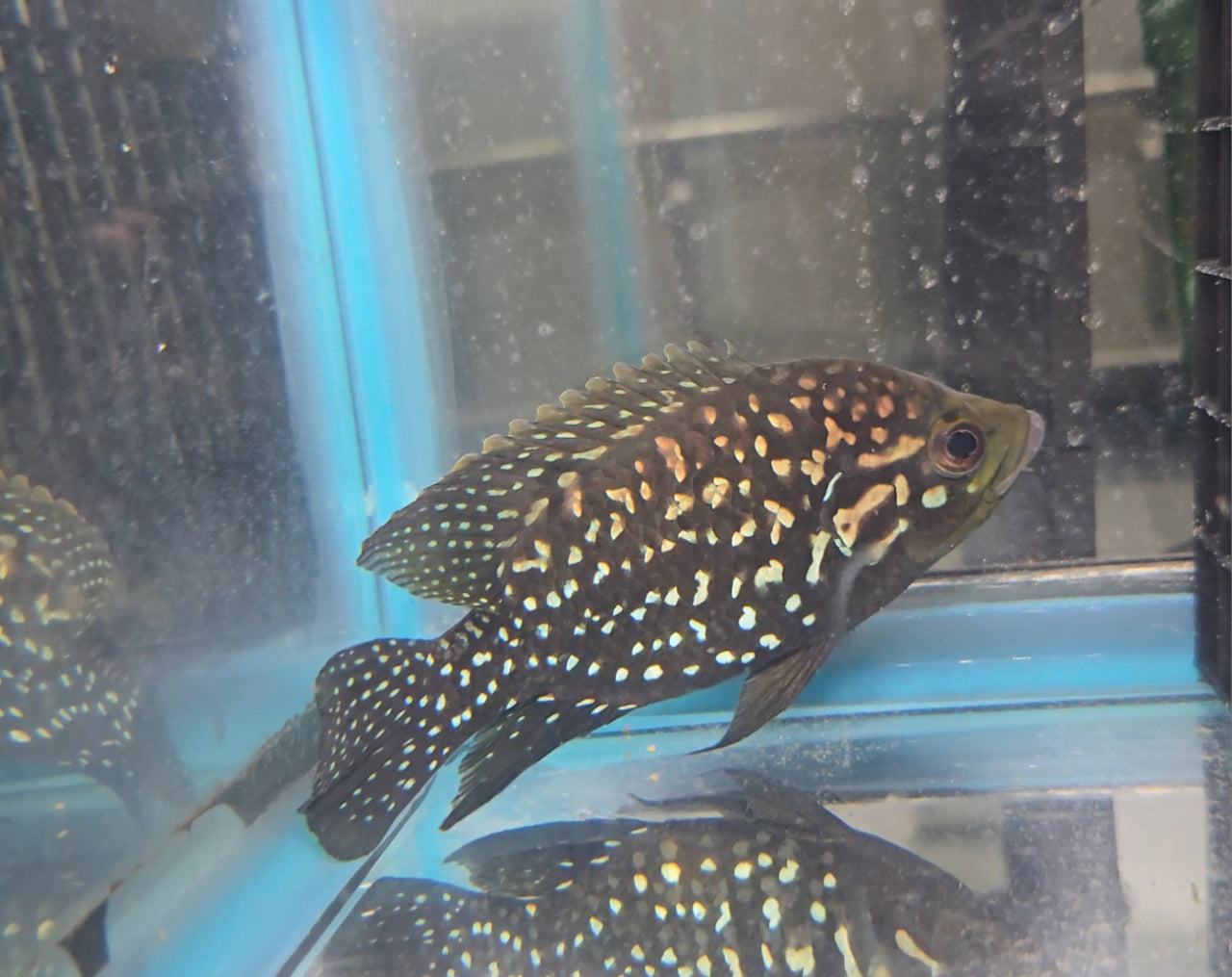 Starry Night Cichlid