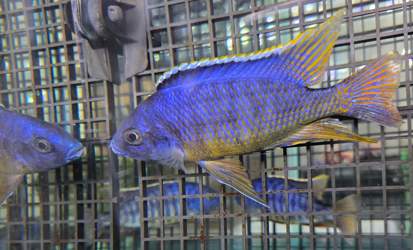 Yellow Belly