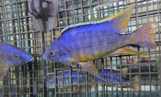 Yellow Belly