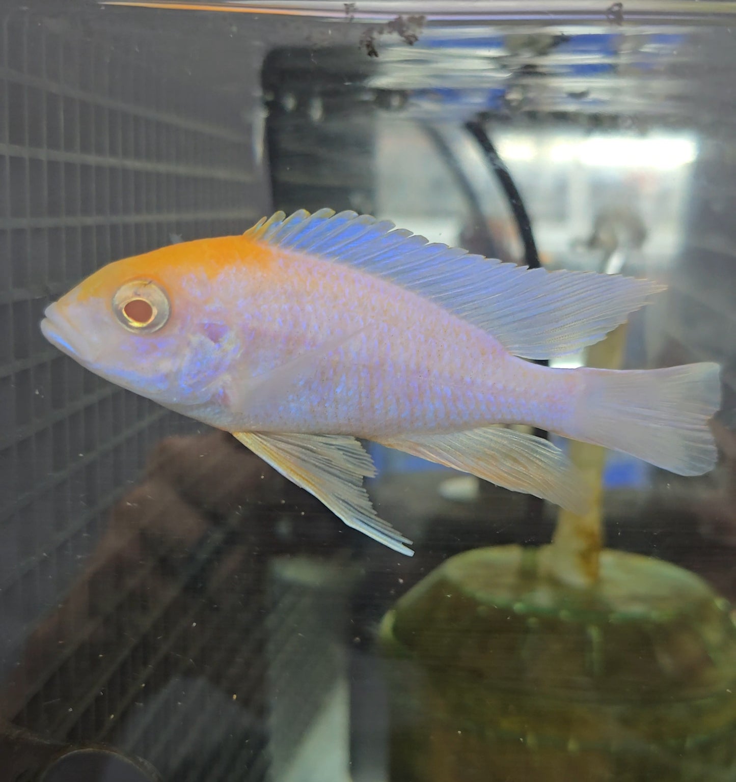 Albino Sulpherhead #3