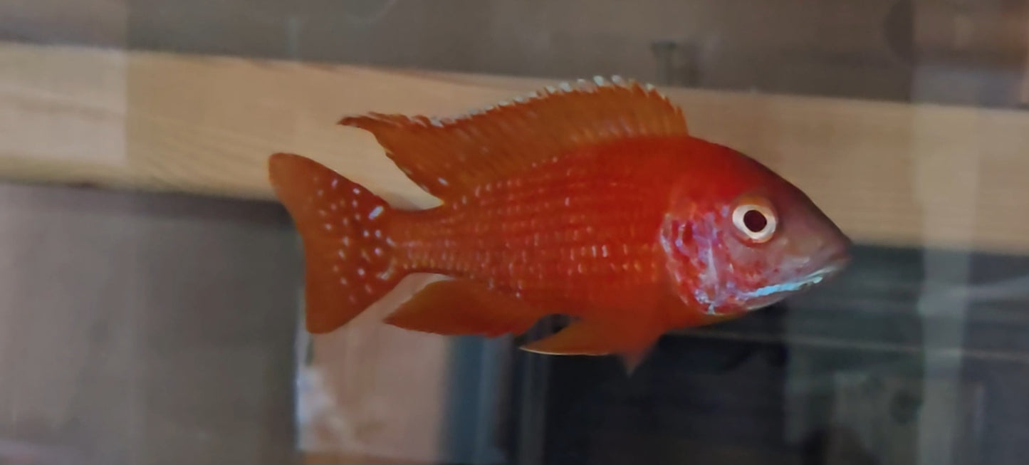 Albino Rubescens #2 🔴⚪️