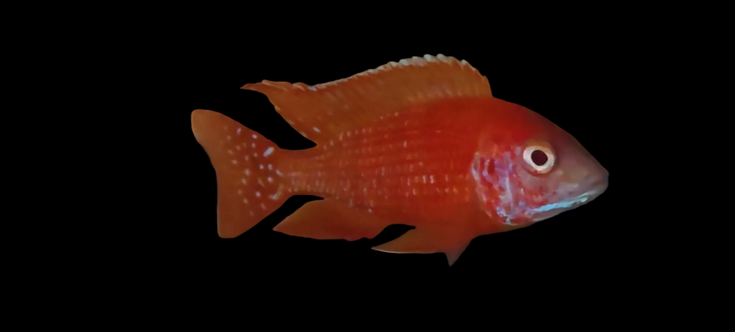 Albino Rubescens #2 🔴⚪️