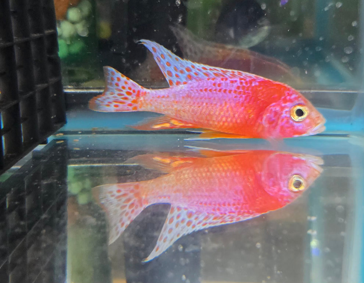 Platinum Red Dragonblood