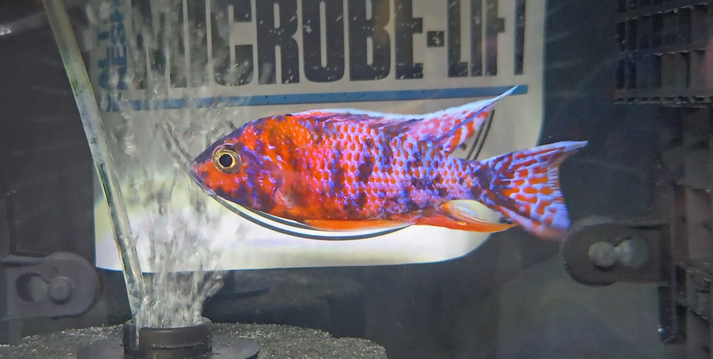Red OB