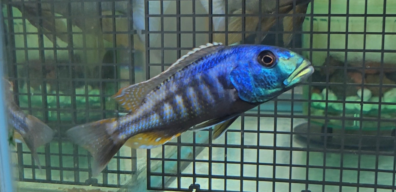 Malawi Hawk