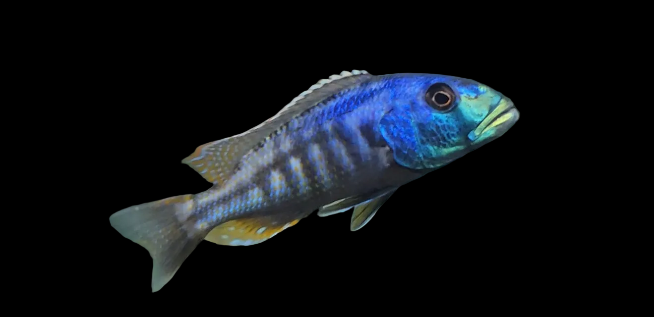 Malawi Hawk