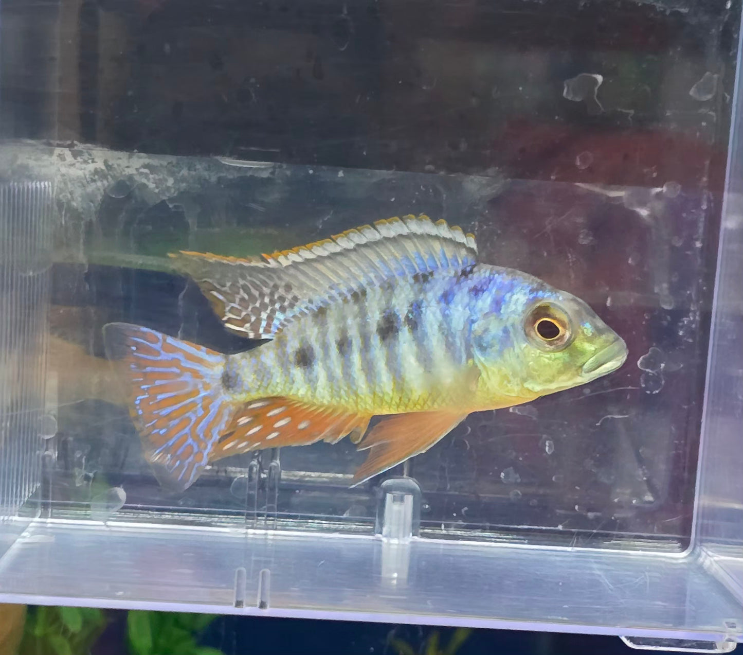 Oto Spots Sani