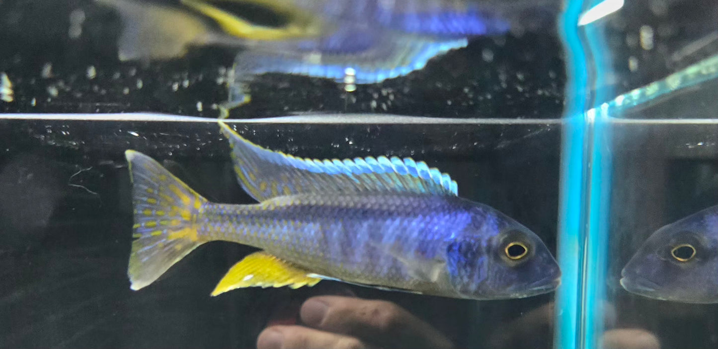 Bucco Spectabilis