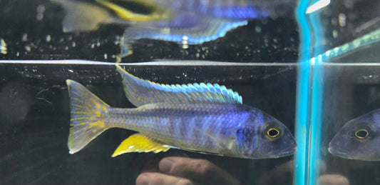 Bucco Spectabilis