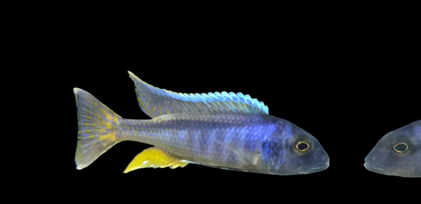 Bucco Spectabilis