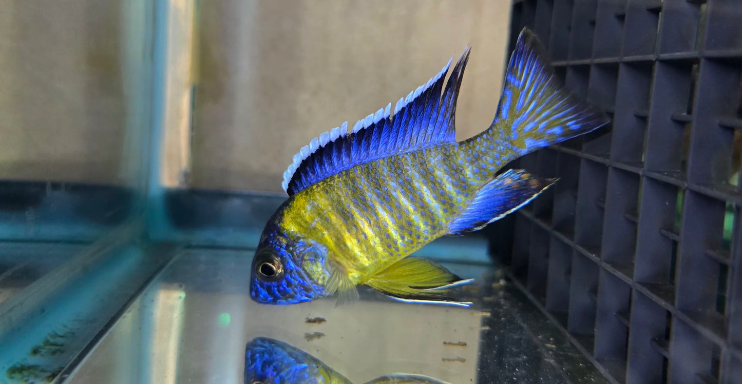 Blue Neon