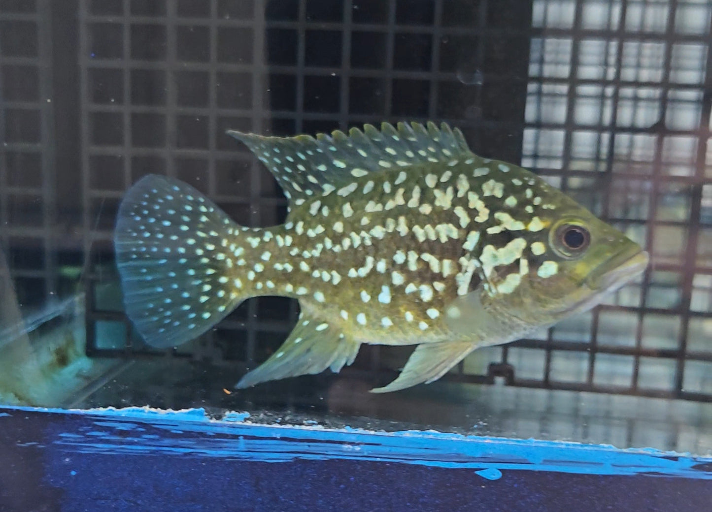 Starry Night Cichlid