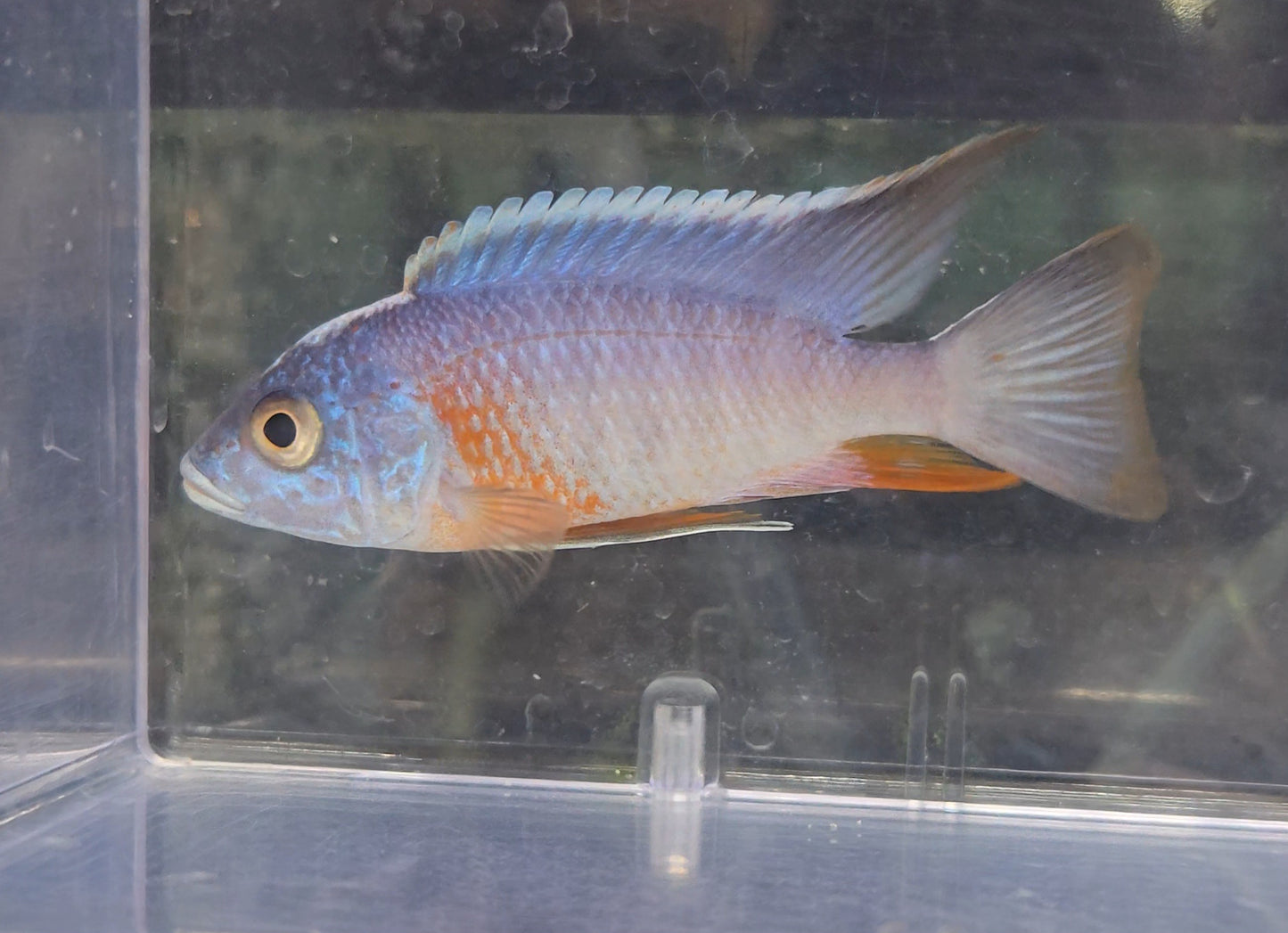 Aulonocara Turkis