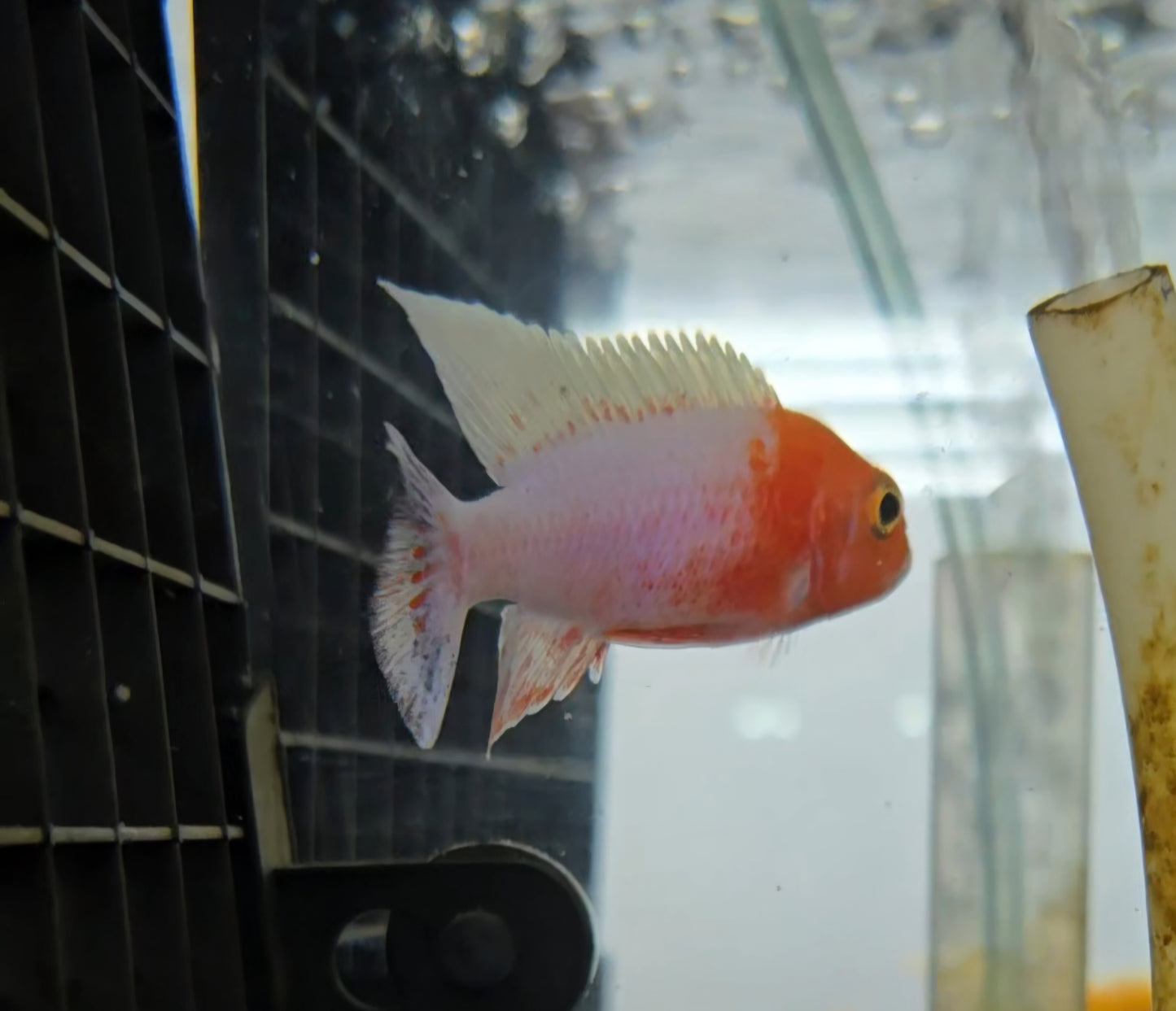 Pink Platinum
