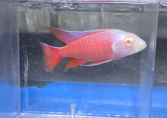 Albino Pink Platinum 💗 #2