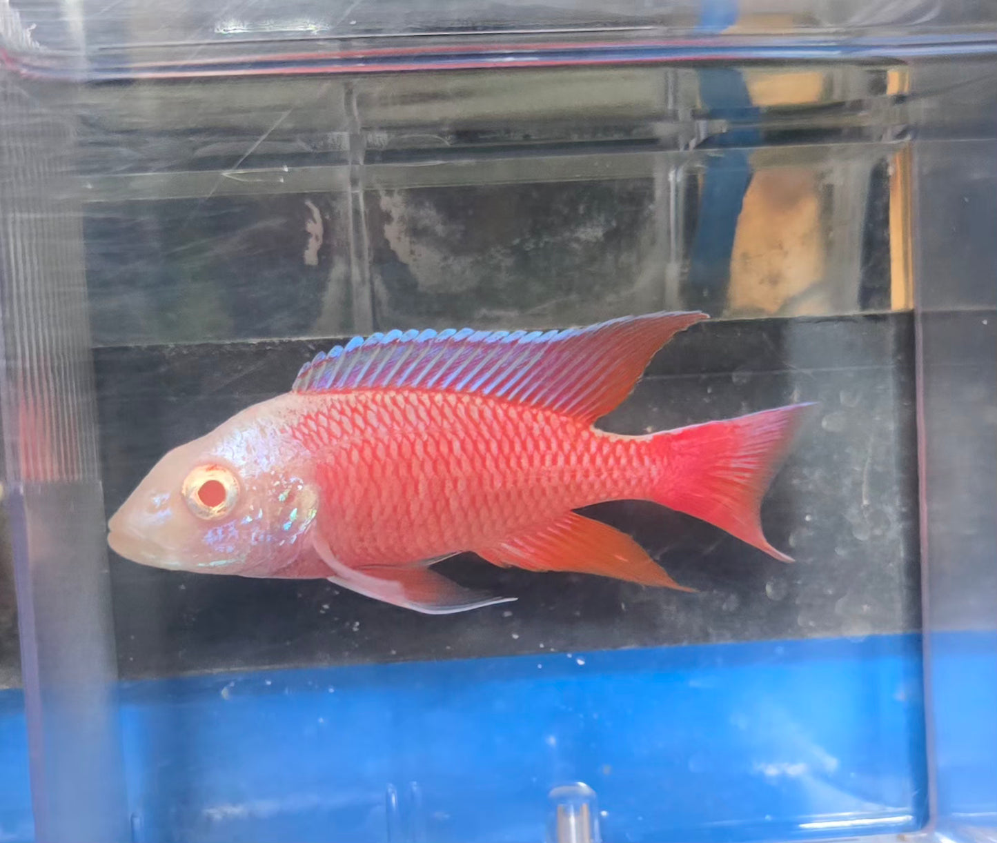 Albino Pink Platinum 💗 #2