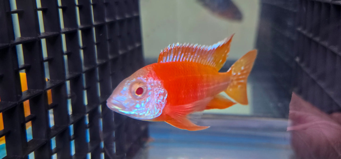 Albino Rubescens 🔴 ⚪️