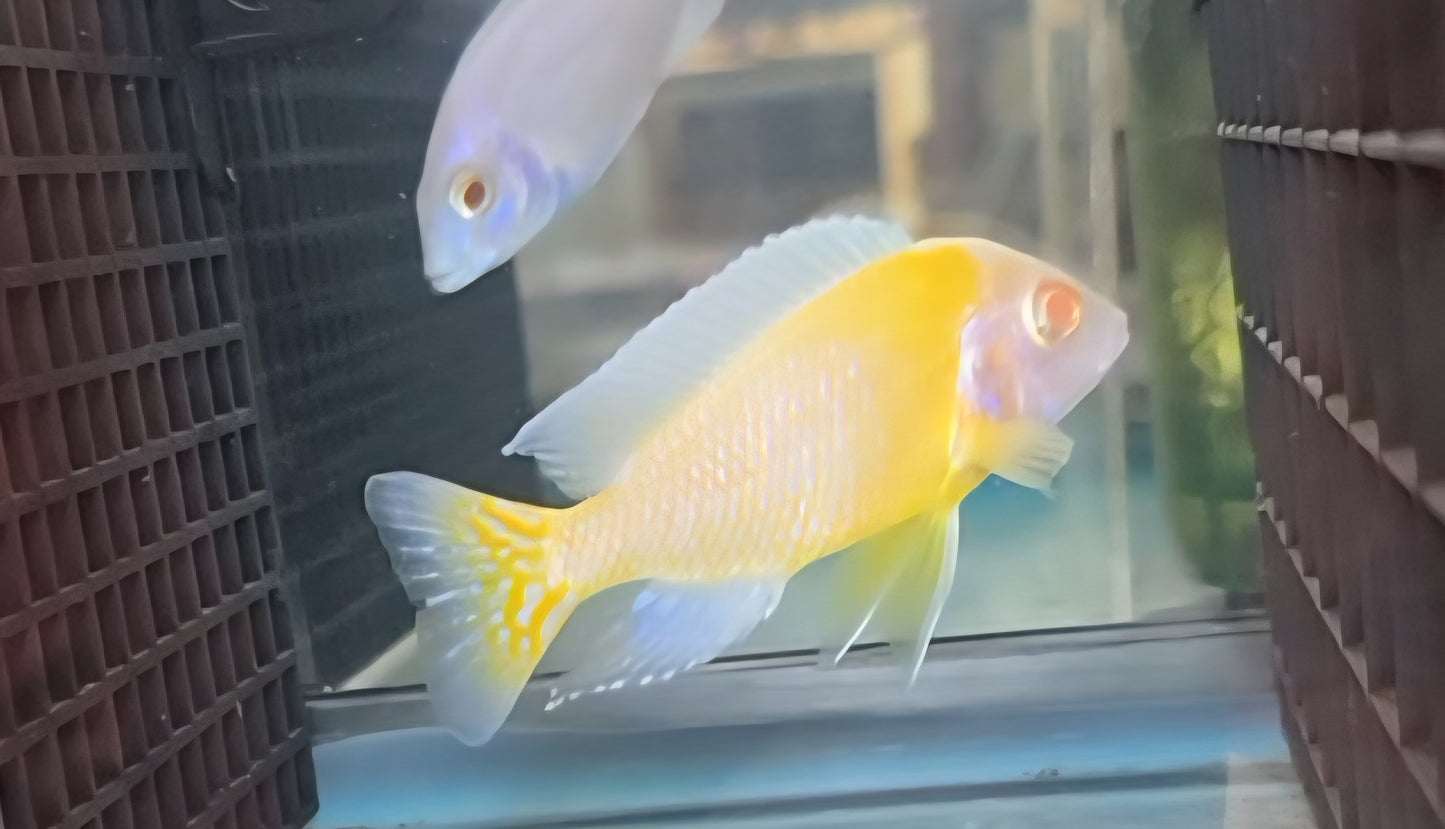 Albino Blue Neon