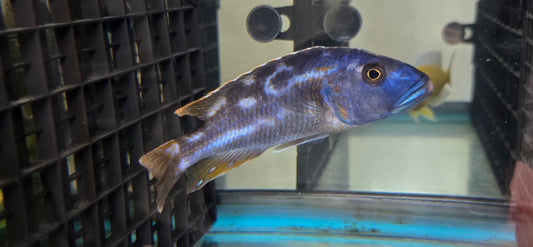 Nimbochromis Fusco