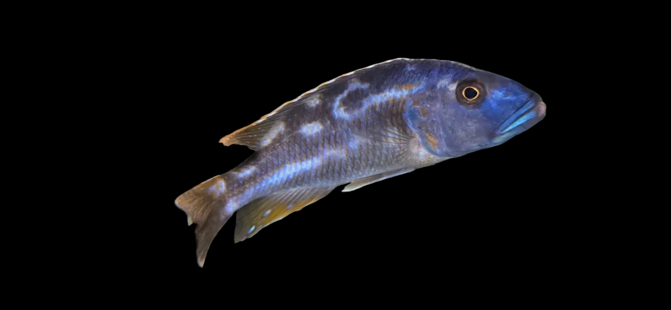 Nimbochromis Fusco
