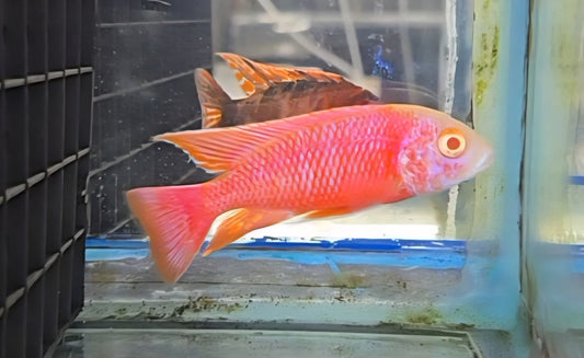 Albino Pink Platinum