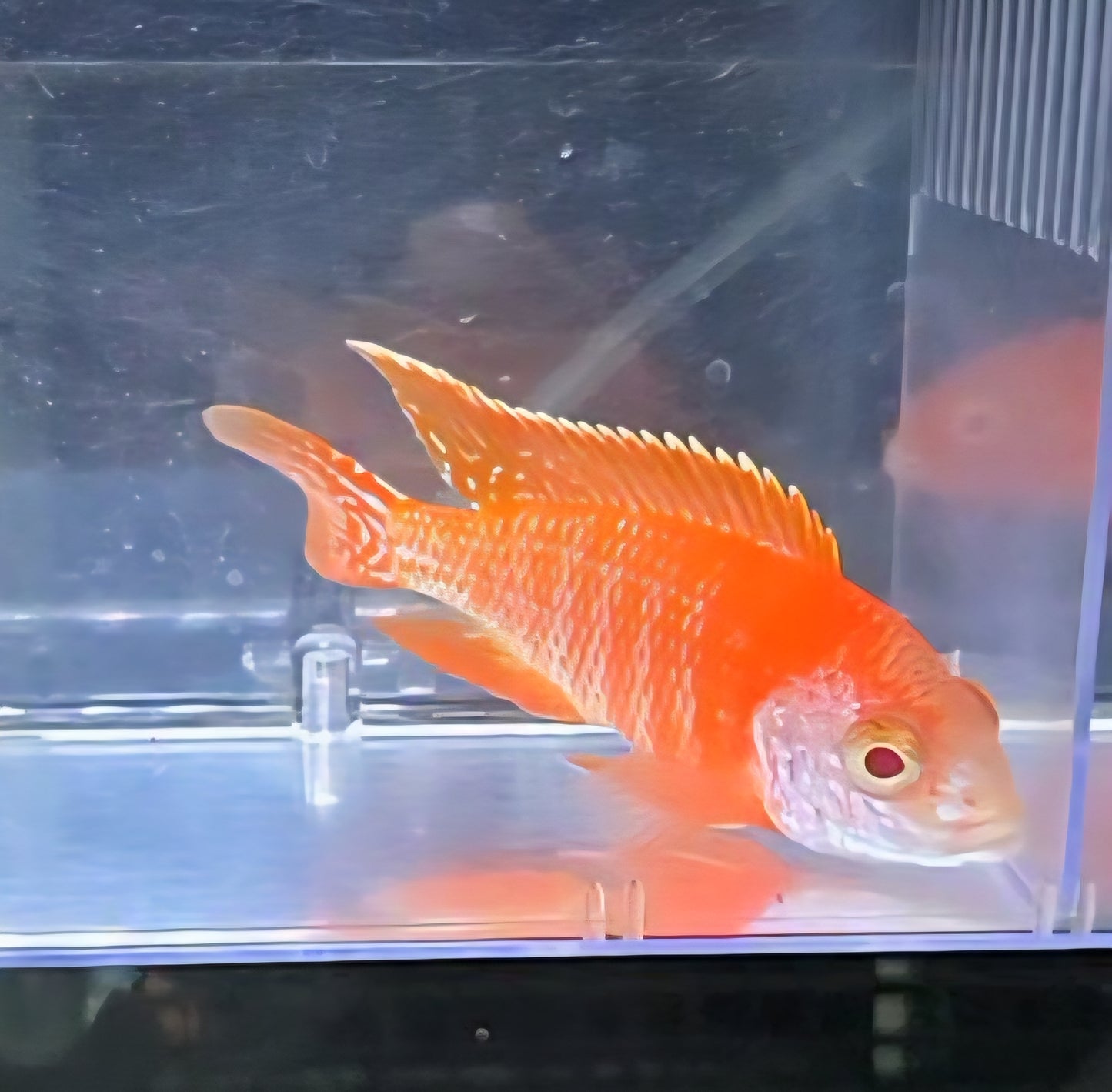 Albino Rubescens 🔴⚪️