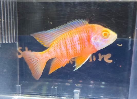 Albino Sherbet