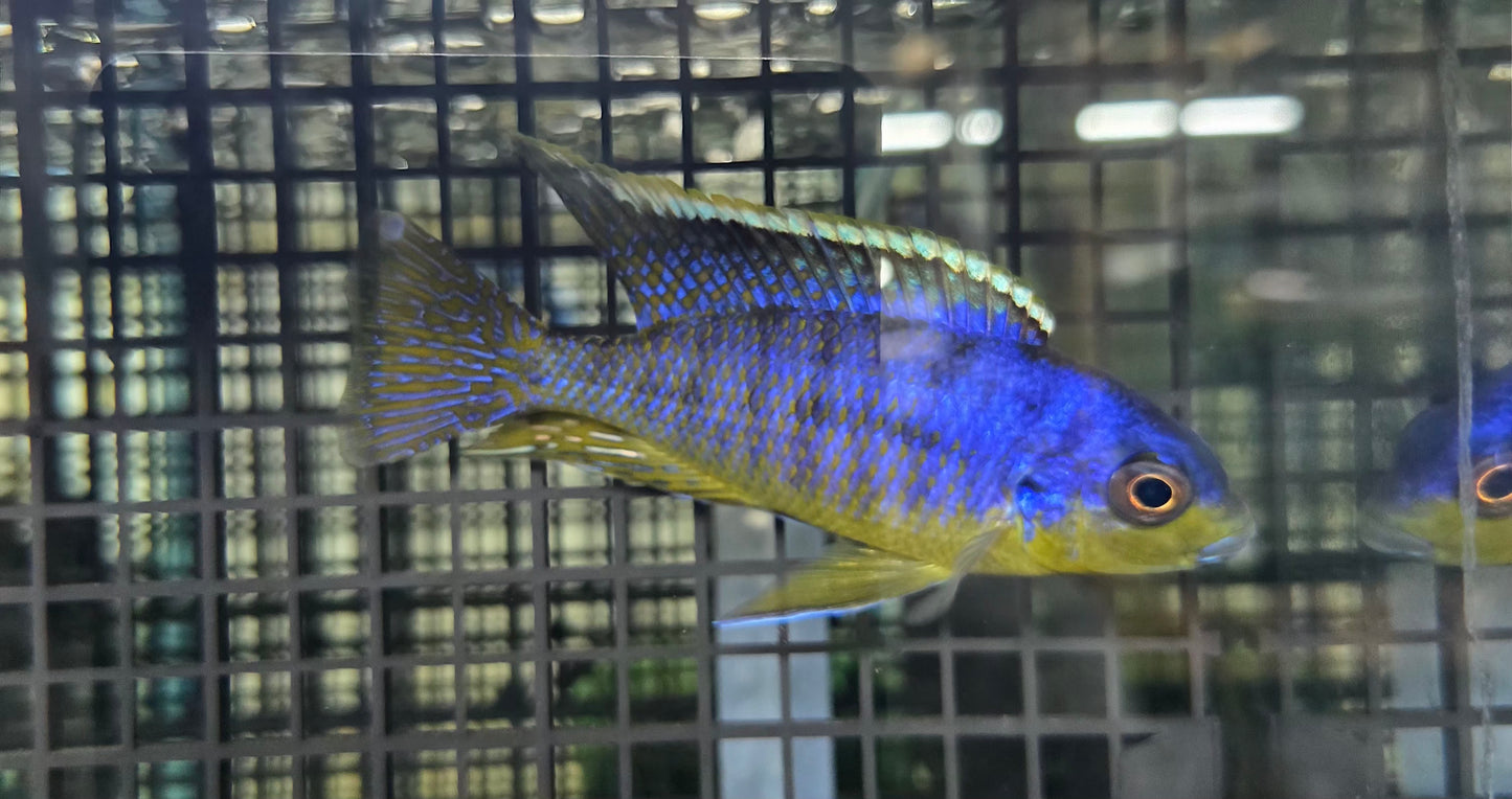 Pombo Yellow Chin