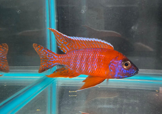 Ruby Red Peacock