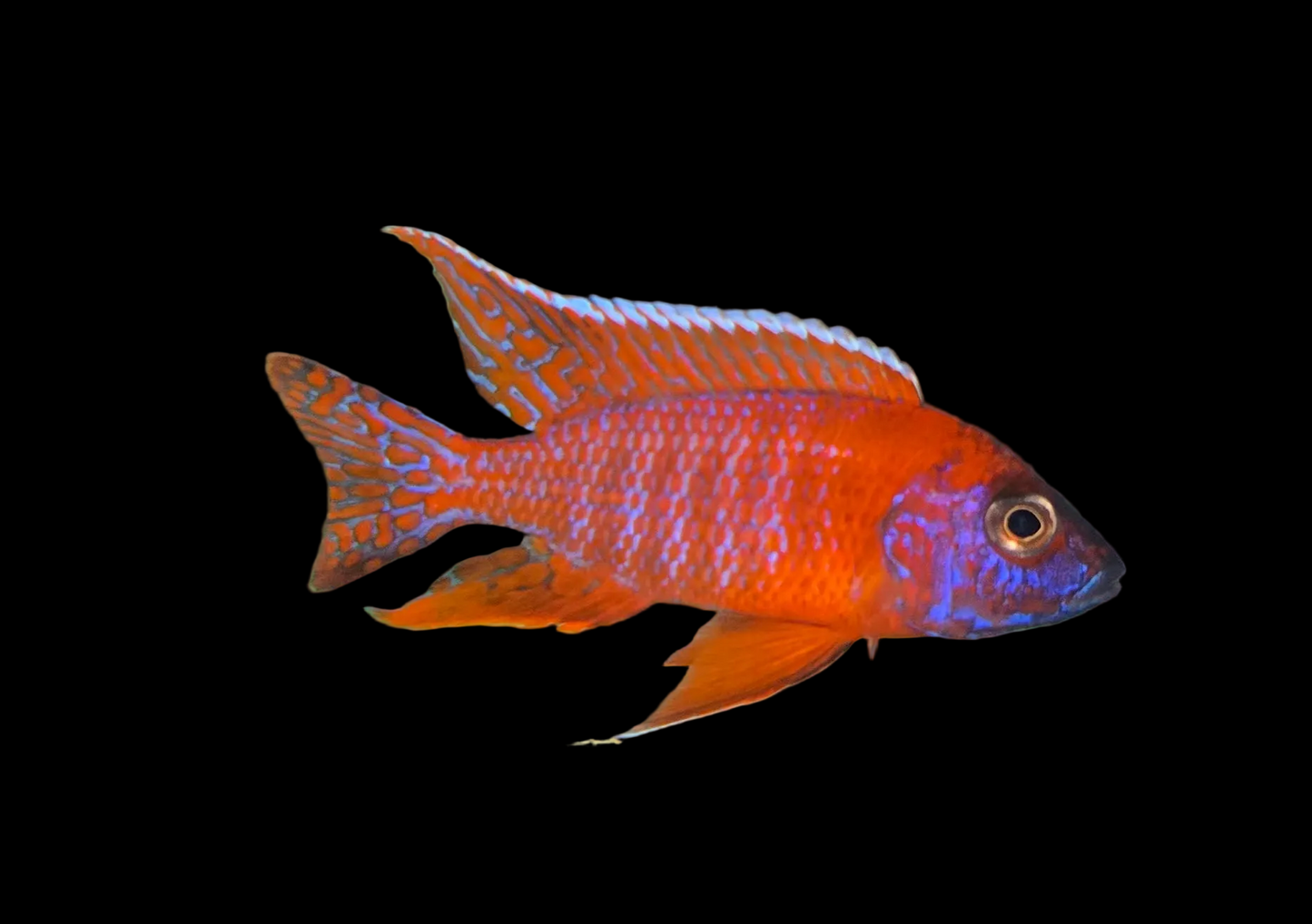 Ruby Red Peacock