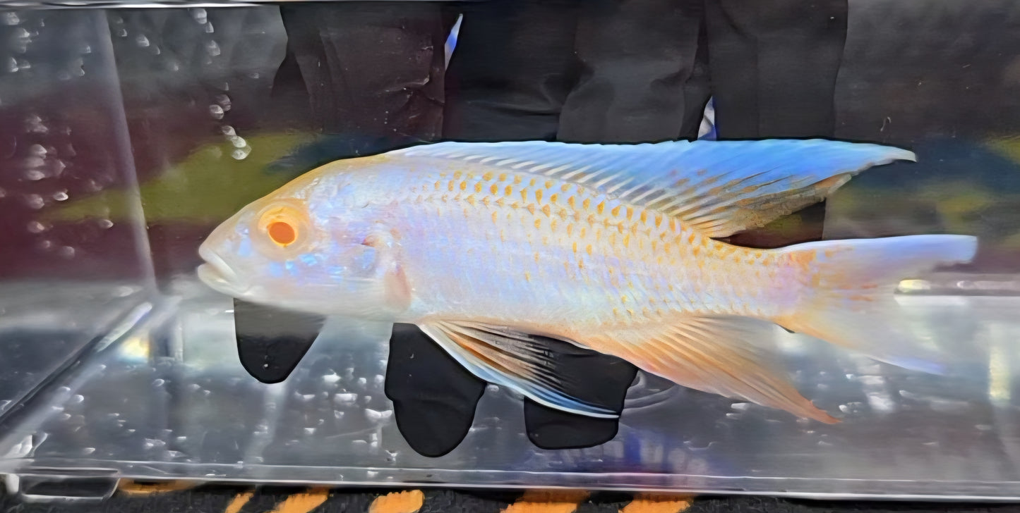 Platinum Albino Eureka