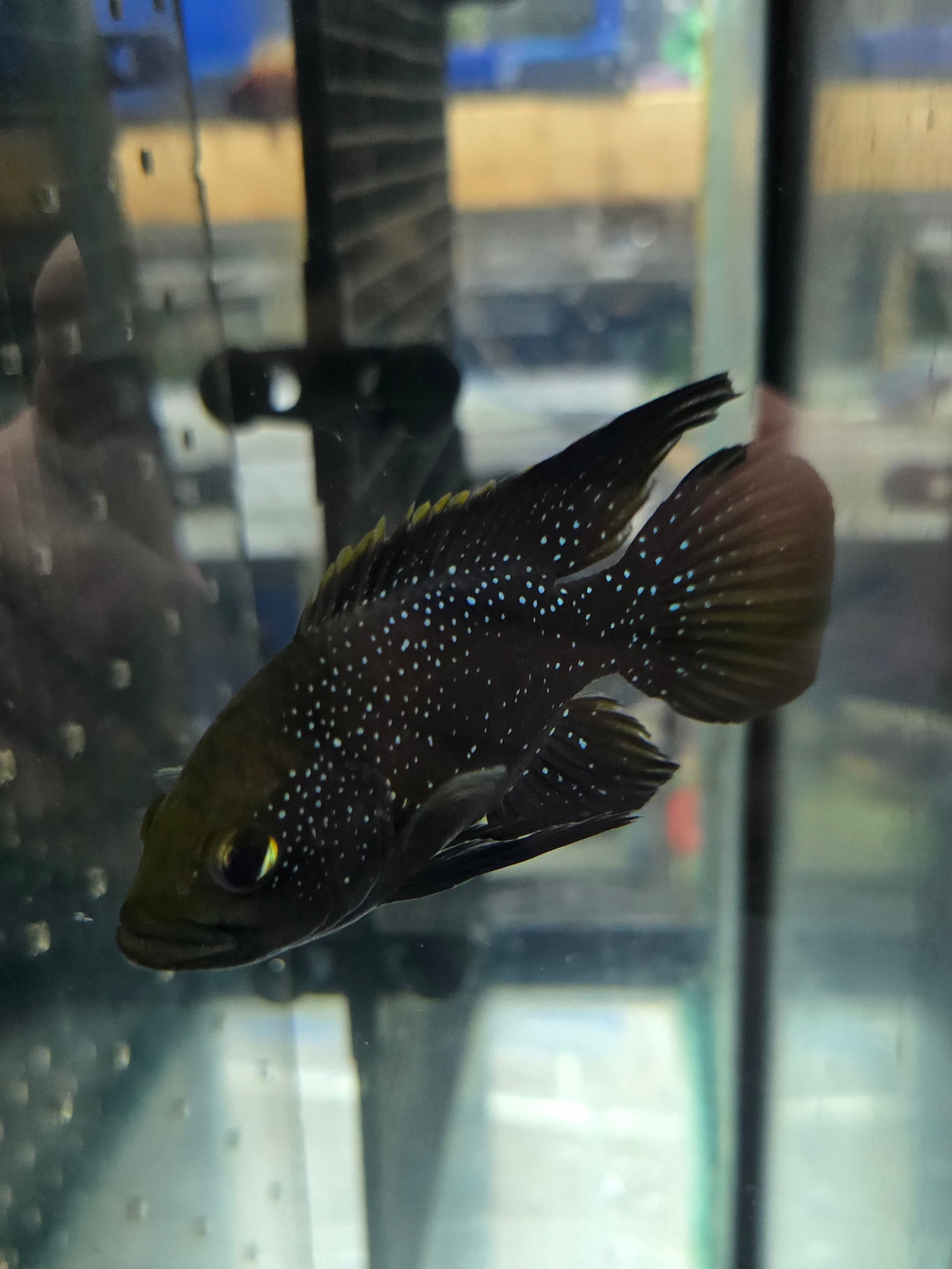 Starry Night Cichlid