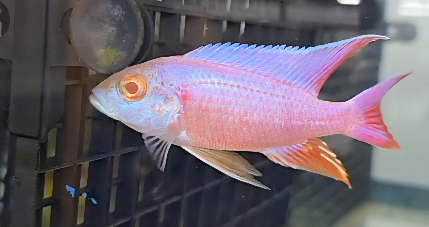 Albino Pink Platinum Eureka