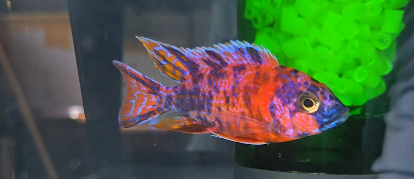 Red OB