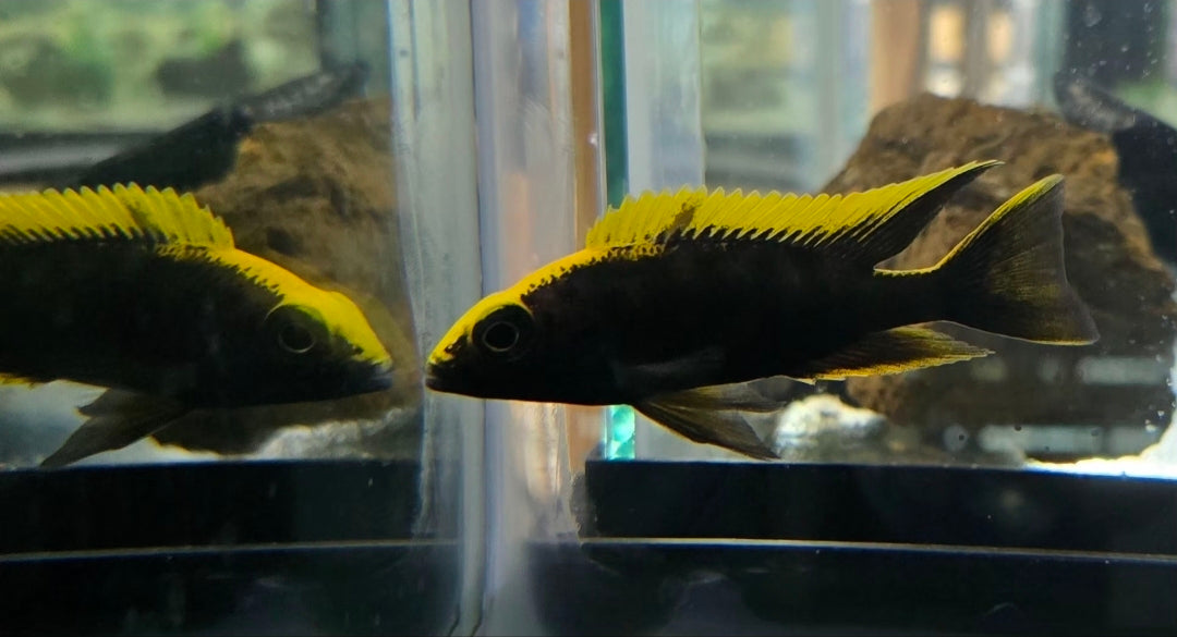 Otopharynx Lithobates (BOD)