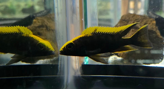 Otopharynx Lithobates (BOD)