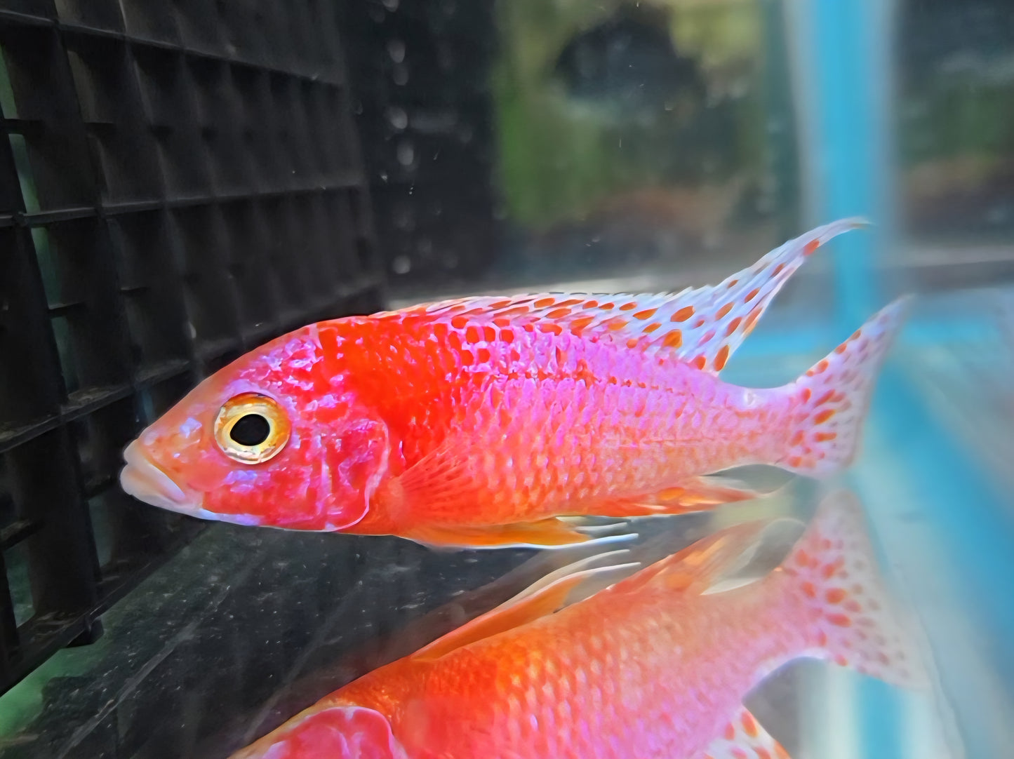 Platinum Red Dragonblood