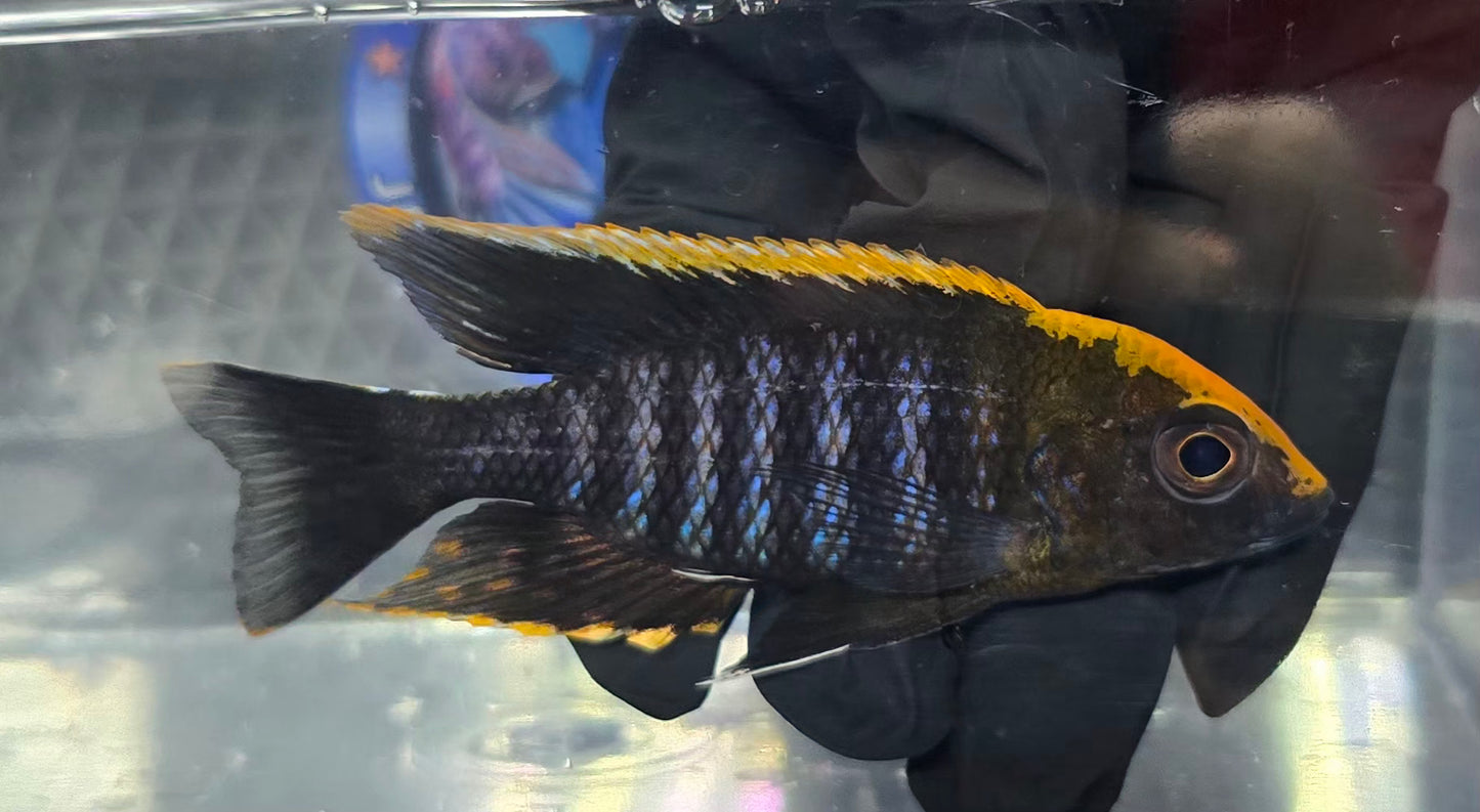 Maylandi Sulpherhead (Orange Blaze)